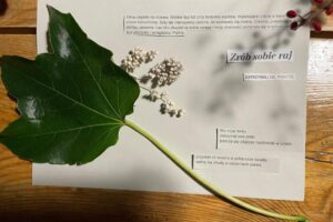 WhatsApp Image 2025-09-29 at 17.52.26